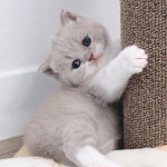   고양이분양캣파라다이스 - YouTube 고양이분양캣파라다이스