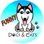   개와 고양이 웃긴 영상 - YouTube 개와 고양이 웃긴 영상