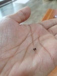 꽃씨앗 전문 화훼종묘, 야미가든