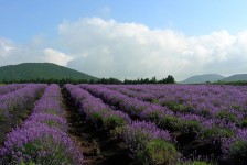 Pixabay의 무료 이미지 - 라벤더, 밭, 꽃, 프로방스, 자연, 보라색, 허브, 향기 | Lavender, Flowers, Lavender fields