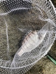 울진순 산포리 갯바위 > 낚시포럼 | 딜바다닷컴 딜바다::울진순 산포리 갯바위 > 낚시포럼