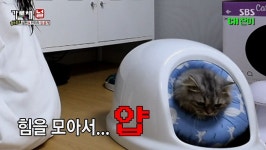 찬미네수선집 | 뽐뿌:자유게시판 - 가로채널 찬미네 고양이 가로채널 찬미네 고양이