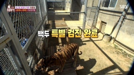 호랑이 건강검진 하는 방법 ㄷㄷㄷ.jpg - 뽐뿌:자유게시판 호랑이 건강검진 하는 방법 ㄷㄷㄷ.jpg