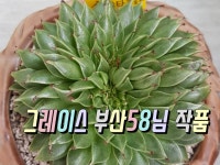 사랑방수제요리점 | 달래사랑방(다육&수제화분) | 밴드