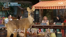 너네 고라니로 태어나는게 낫지않니?