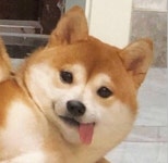 옷 좋아하는 웃대인들 저 좀 도와주세요!
