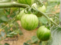 나만의 텃밭에서 채소와 허브키우기! 야미가든과 함께해요~ ^^ 캔디 방울토마토씨앗 레드 6립