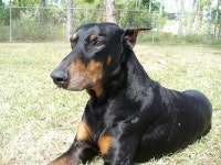 Dreaded cancer (vet, infection, adopted, neutered) - Dogs - - City-Data Forum
