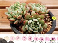 연지곤지미용소 | 연지곤지 다육식물