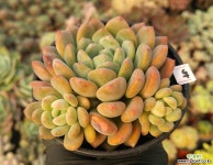 트레빗02 다육식물