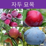자두나무 묘목 (다품종) 묘목
