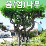 오동애특용수 | 음나무묘목 특용수 음나무 특용수 실생 1년 10주 묘목