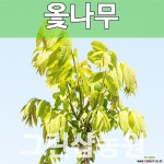 오동애특용수 | 옻나무묘목 특용수 옻나무 실생1년 10주 묘목