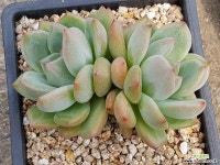 샬롯 9405-4434 다육식물