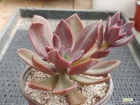 꽃뗏목 다육식물