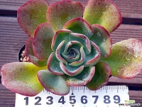 서브리기다hyb072 다육식물