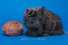 Cat tangled in yarn 이미지 (78455591) - 게티이미지뱅크 Cat tangled in yarn
