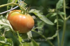 Tomato on Vine 이미지 (90648865) - 게티이미지뱅크 Tomato on Vine