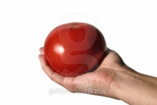 holding tomato 이미지 (93158615) - 게티이미지뱅크 holding tomato