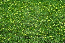 Yellow flowers 이미지 (92522046) - 게티이미지뱅크 Yellow flowers