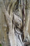 주식회사 지엔우드 | Gnarled Wood 이미지 (92366882) - 게티이미지뱅크 Gnarled Wood