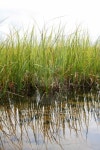 green reeds 이미지 (115898271) - 게티이미지뱅크 green reeds