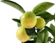 리몬트리(Limon Tree) | Lemon tree - Limonella 이미지 (139867576) - 게티이미지뱅크 Lemon tree - Limonella