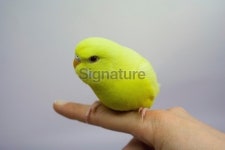 버디통탉모종점 | Budgie chick on human finger 이미지 (123358166) - 게티이미지뱅크 Budgie chick on human finger