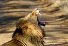 YAWNING LION 이미지 (139975433) - 게티이미지뱅크 YAWNING LION