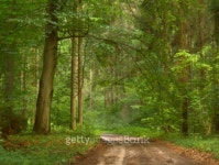 경기도산림환경연구소(금암동 산91) | forest road 이미지 (91132258) - 게티이미지뱅크 forest road