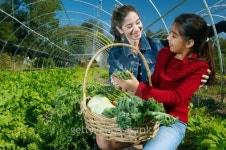 Multi-ethnic mother and daughter harvesting organic produce 이미지 (81387464) - 게티이미지뱅크 Multi-ethnic mother and...