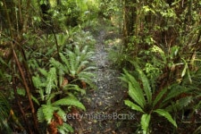 경기도산림환경연구소(금암동 산91) | Forest trail 이미지 (91391140) - 게티이미지뱅크 Forest trail