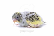 버디통탉모종점 | Budgie Chick 이미지 (123358698) - 게티이미지뱅크 Budgie Chick
