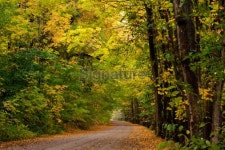 경기도산림환경연구소(금암동 산91) | Road in forest 이미지 (91605110) - 게티이미지뱅크 Road in forest