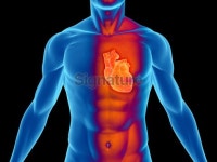 Human body with heart for medical study 이미지 (172378639) - 게티이미지뱅크 Human body with heart for medical study