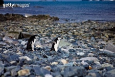 Chinstrap penguins Antarctica 이미지 (142533383) - 게티이미지뱅크 Chinstrap penguins Antarctica