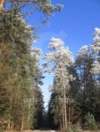 경기도산림환경연구소(금암동 산91) | forest road 이미지 (91685327) - 게티이미지뱅크 forest road