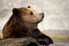 Thinking Bear 이미지 (147666934) - 게티이미지뱅크 Thinking Bear