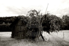 사과나무B&F | Old barn with apple tree, B&W 이미지 (117499082) - 게티이미지뱅크 Old barn with apple tree, B&W
