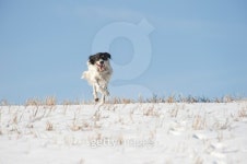 영국 회사원에게 배우는 잉글리시 Writting! | English setter 이미지 (136983823) - 게티이미지뱅크 English setter