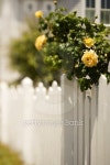 붙임머리블루밍위드미담장(Blooming with MIDAMJANG) | White picket fence with rose bush with blooming yellow roses. 이미지 (126410766) - 게티이미지뱅크 White picket fence with...
