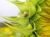 Ladybird (Coccinella septempunktata) on a sunflow 이미지 (94440665) - 게티이미지뱅크 Ladybird (Coccinella septempunktata) on...