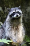 Curious Racoon 이미지 (89930490) - 게티이미지뱅크 Curious Racoon