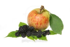 Blacberries and apple 이미지 (94360133) - 게티이미지뱅크 Blacberries and apple