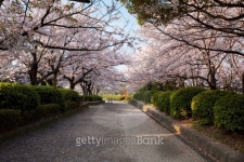 Row of Cherry Blossom Trees 이미지 (106536908) - 게티이미지뱅크 Row of Cherry Blossom Trees