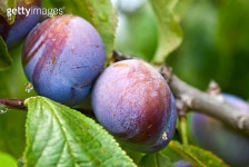 Purple Plum Orchard 이미지 (118296078) - 게티이미지뱅크 Purple Plum Orchard