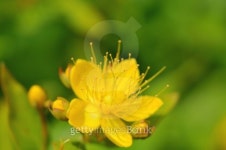 hypericum 이미지 (92208825) - 게티이미지뱅크 hypericum