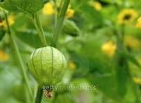 Tomatillo 이미지 (151564895) - 게티이미지뱅크 Tomatillo