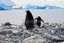 Gentoo penguins Antarctica 이미지 (105780545) - 게티이미지뱅크 Gentoo penguins Antarctica