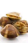clam shells 이미지 (173907150) - 게티이미지뱅크 clam shells
